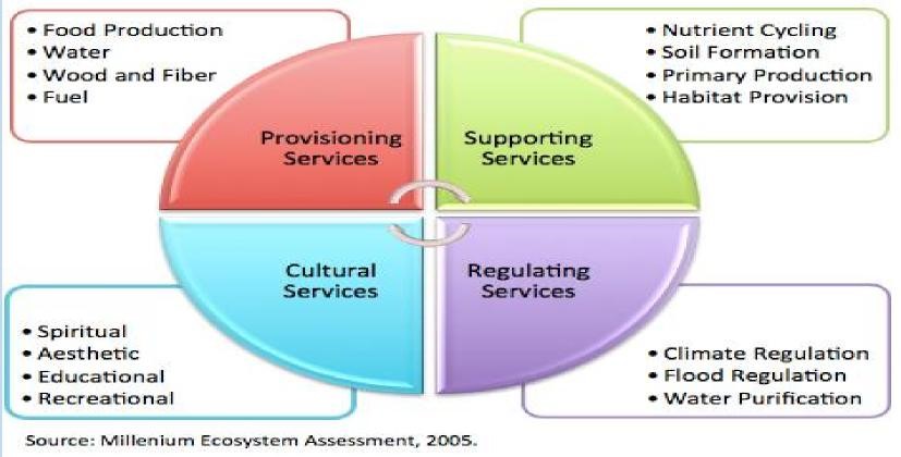 Ecological Assessments